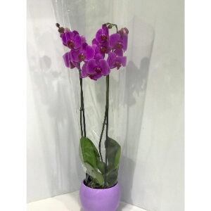 PHALAENOPSIS PURPLE WITH CERAMIC