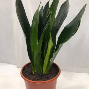 SNAKEPLANT GREEN