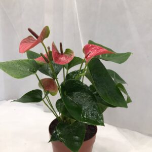 ANTHURIUM