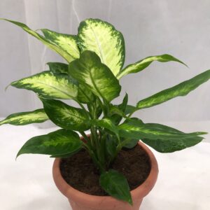 DIEFFENBACHIA