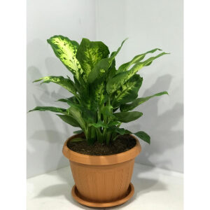 DIEFFENBACHIA