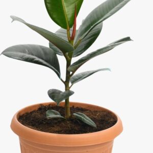 FICUS PLANT