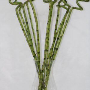 LUCKY BAMBOO WITH GLASS 100CM