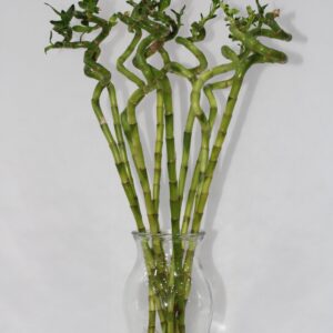 LUCKY BAMBOO WITH GLASS 60CM