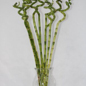 LUCKY BAMBOO WITH GLASS 70CM