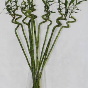 LUCKY BAMBOO WITH GLASS 80CM