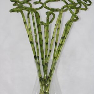 LUCKY BAMBOO WITH GLASS 90CM