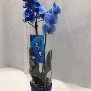 PHALAENOPSIS BLUE WITH CERAMIC