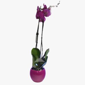 PHALAENOPSIS DARK PURPLE WITH CERAMIC