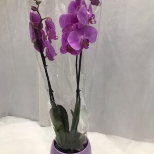 PHALAENOPSIS LIGHT PURPLE WITH CERAMIC