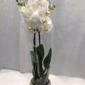 PHALAENOPSIS WHITE WITH CERAMIC