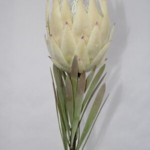 Protea dry