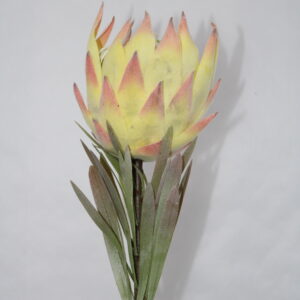 Protea dry